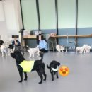 강아지 모임 후기🐶 사회성 기르기 좋은 강아지 정모