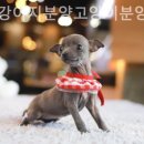 더펫 강아지분양 고양이분양 일산본점 이미지