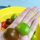 돌담 칼라 방울 토마토 ㅣ&lt;돌담토마토&gt; 방울토마토