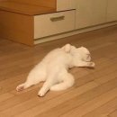 지요