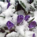 눈속에피는꽃 이미지