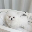 플랜멍 강아지분양 포항점 네이버블로그
