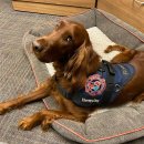 원광대학교 보건보완의학대학원 | 65. Therapy Dog &amp; Animal Tx..