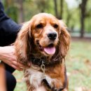 일산동물의료원 이미지