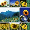 8월 15일의 탄생화 : 해바라기(Sun Flower) 光復節 이미지
