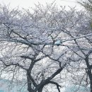 개금2동-14 | 개금동 벚꽃길 벚꽃 만개 (부산 벚꽃 명소 삼익비치, 달맞이길 실시간 개화 상황)