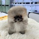 샵펫 강아지분양 울산점 네이버블로그