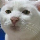 코코(coco) | [샤넬] 코코 크러쉬 컬렉션 COCO 네크리스 구매 후기와 가격 인상 계획