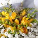 후리지아 이미지