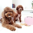 멍냥스푼 | 강아지 케이크 &amp; 강아지 수제간식 쇼핑몰 멍냥스푼 후기