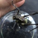 호평초등학교 이미지