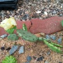 장수송학골로 이미지