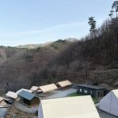 홍천 캠핑장｜애견동반 비발디캠핑 미루나무점 후기