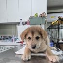 24시 위너스동물의료센터 네이버블로그