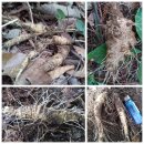 수배농장 이미지