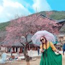 꽃피는봄이오면 이미지