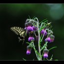 희망의 꽃 이미지