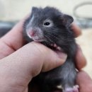 와우펫앤쥬 대구점 이미지