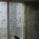 참매(천연기념물 323-1호)가 누거의 거실 베란다 난간에 앉았기에 사진을 찍었습니다.(사진첨부) 이미지