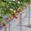 한사랑농장 이미지