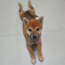 마메르시 이미지