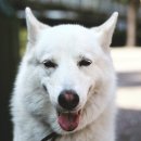 이삭애견훈련소 이미지