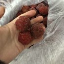 백제농장 | 백제꾸지뽕농장 자연의 단맛 그대로 냉동 꾸지뽕 열매 맛있게 먹는 법