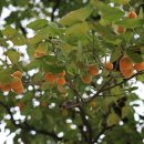 살구숲한의원 이미지