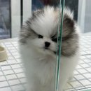 선미2농장 | 건강하고 믿을 수 있는 용인강아지분양샵, 펫아미 용인점 OPEN!