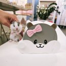 골든햄스터분양 탬펫 강남점 이미지