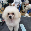 크러쉬 푸들 이미지