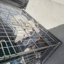 동송애견샵 이미지