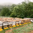 민두벌꿀 이미지