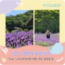 벌등공원 | 양산 라벤더 축제 후기 2026 feat. 양산 느티나무의사랑