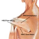 회전근개를 위한 어깨 테이핑 극상근·극하근·소원근 키네시오 테이핑. 이미지