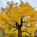 말하는 은행나무 이미지