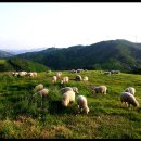 삼성목장 이미지