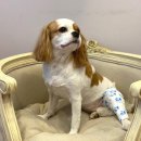 메르시 동물병원 이미지