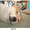 비채펜션
