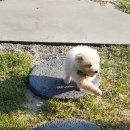 수줍은 언니네 이미지