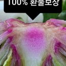 파파농산