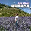 라벤더 주차장 공중화장실 | 강원도 여행지 추천 라벤더 향 가득한 “무릉별유천지”