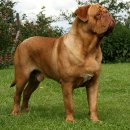 도그(DOGUE) 이미지