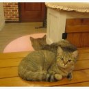 반갑다 창문밖 고양이 이미지