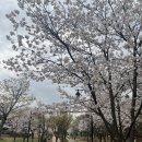 일산 벚꽃 드라이브&amp;산책 명소｜아이들과 벚꽃놀이하기 좋은 일산호수공원 후기
