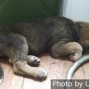 와일드캉갈 이미지