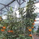 부산면사무소 이미지