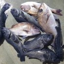 강화선두바다낚시터 이미지