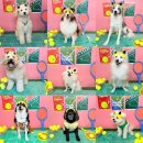 댕라이킷 이미지