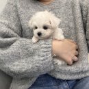 청주강아지분양 애견입양 애견미용 바른펫 이미지